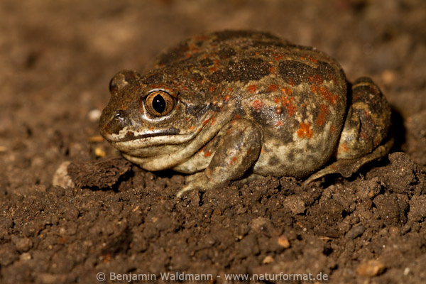 Knoblauchkröte