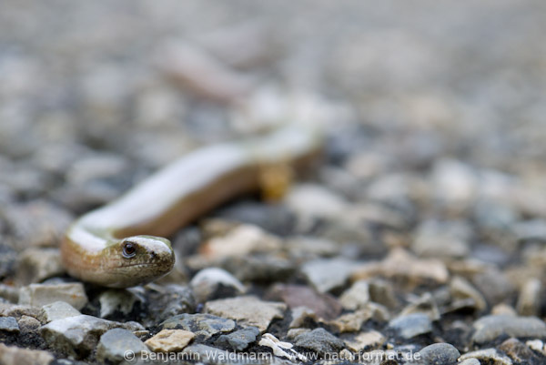 Blindschleiche
