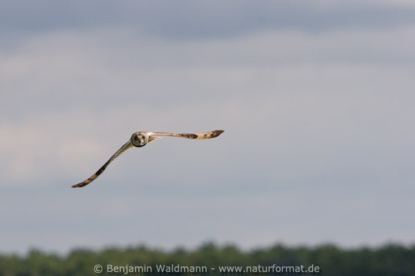 Sumpfohreule