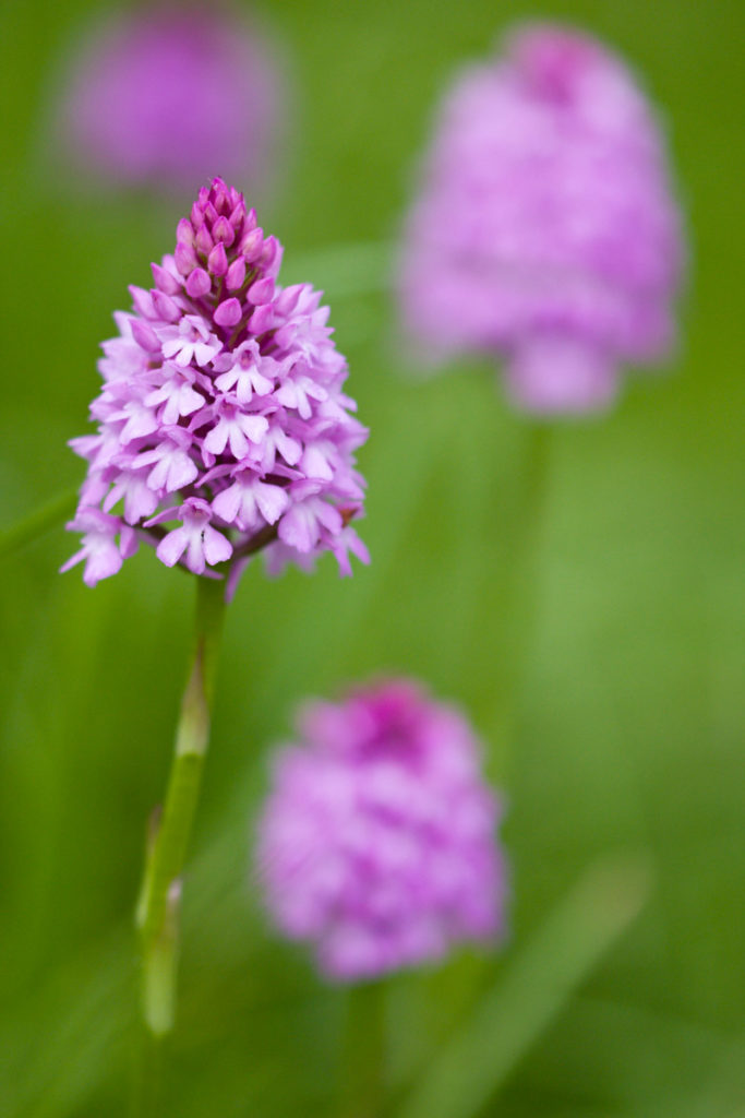 Pyramidenorchis