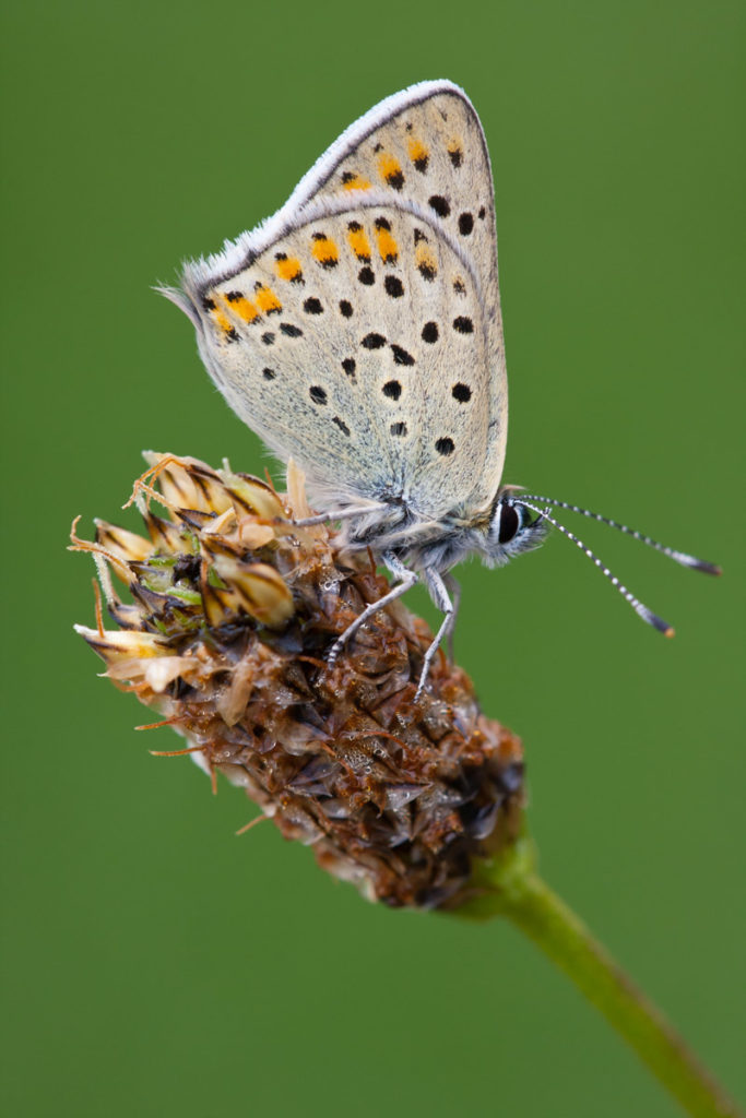 Brauner Feuerfalter