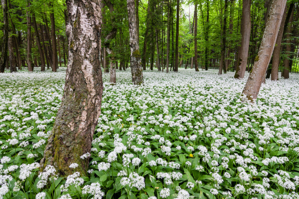 Bärlauchblüte