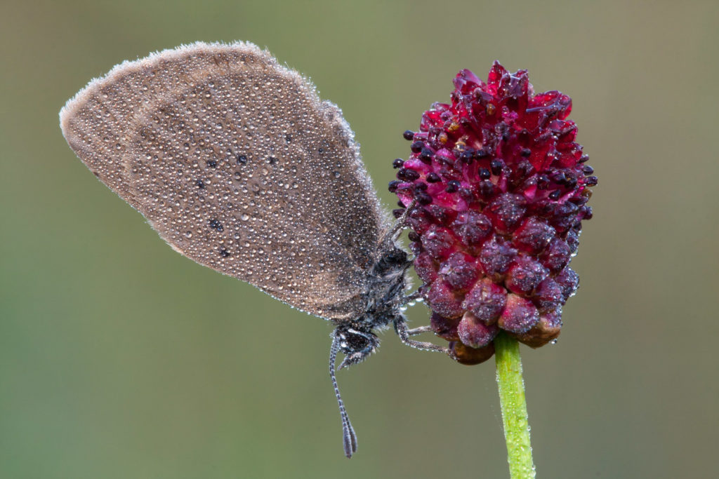 Dunkler Wiesenknopf-Ameisenbläuling