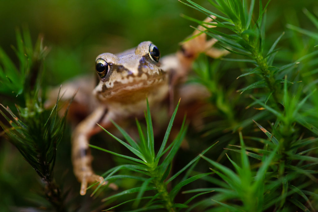 Grasfrosch