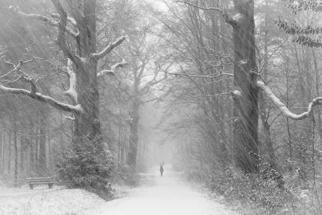 Schneetreiben im Rotwildpark