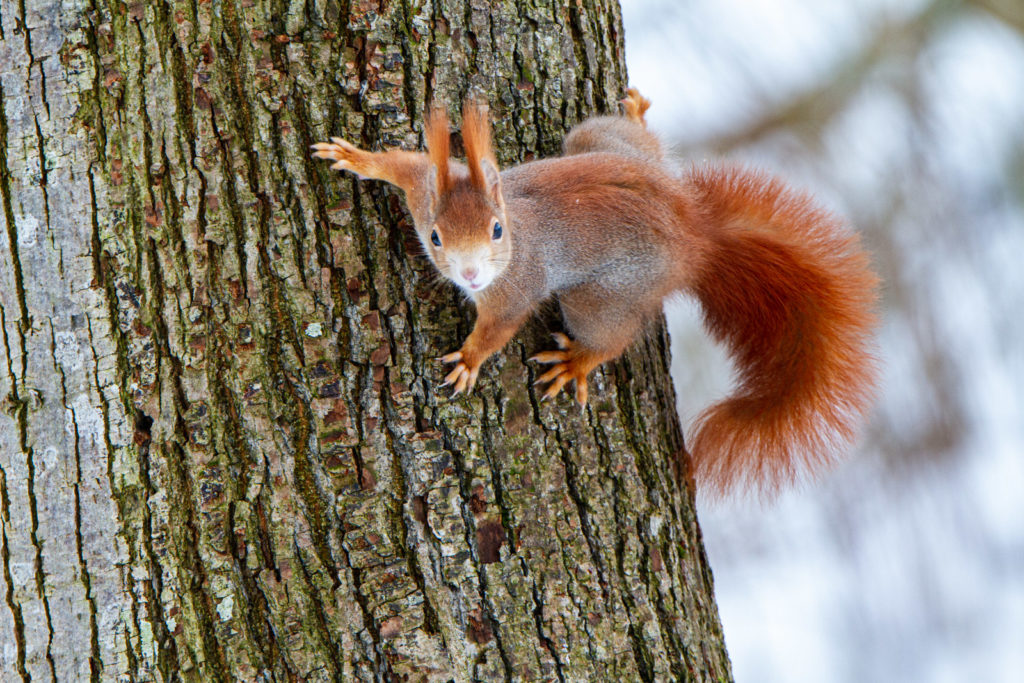 Eichhörnchen