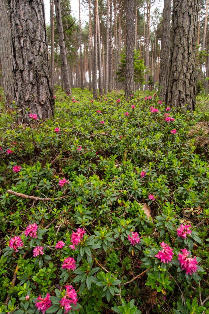 Alpenrose