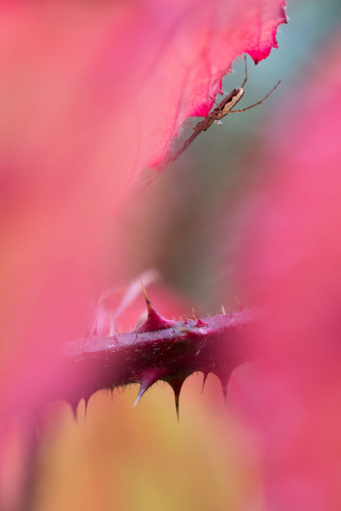 Brombeere und Streckerspinne