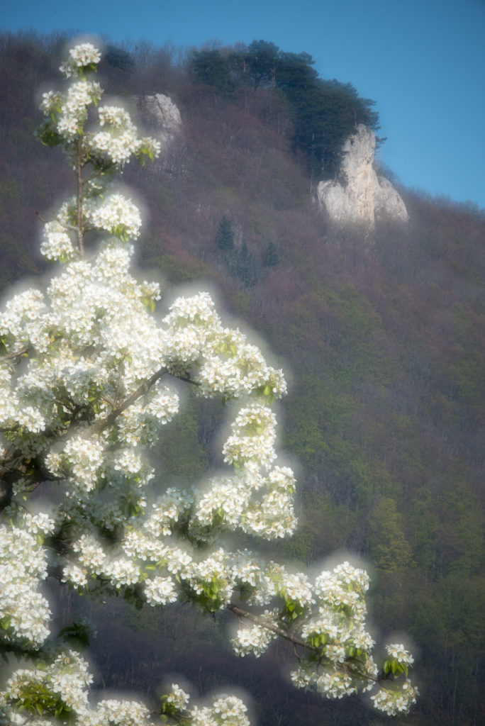 Obstbaumblüte und Gelber Fels