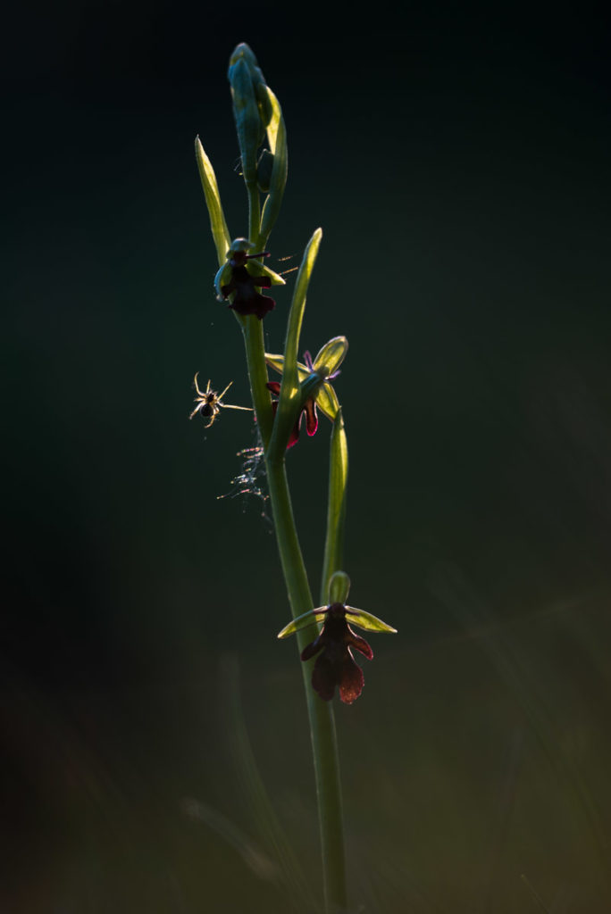 Spinne auf Fliegen-Ragwurz