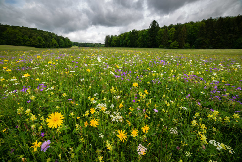 Artenreiche Mähwiese