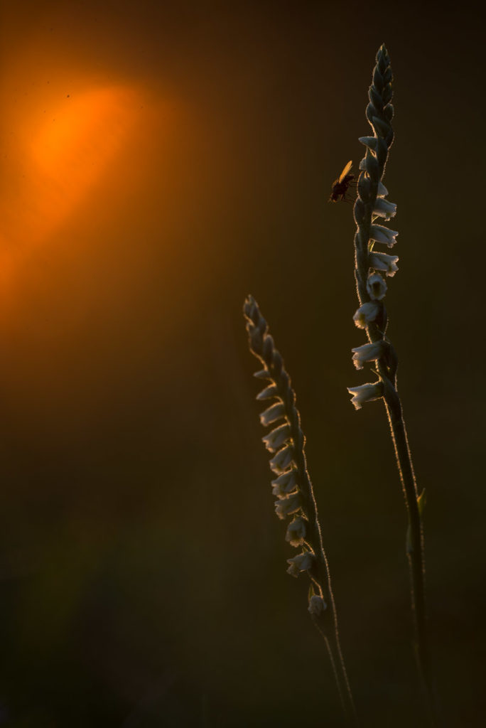 Herbstdrehwurz