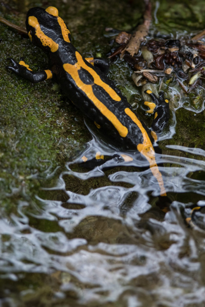 Feuersalamander