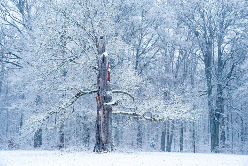 alte Eiche im Rotwildpark