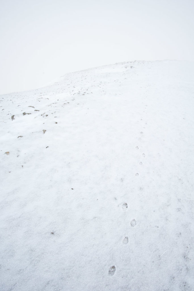 Hasenspuren im Schnee