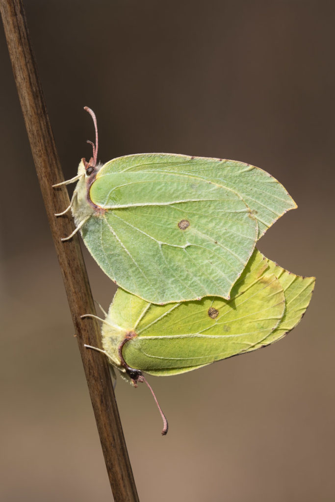 Zitronenfalter