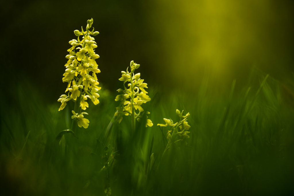 Blasses Knabenkraut