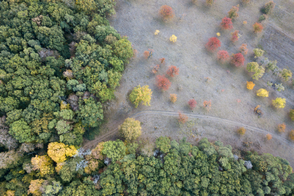 Herbst am Hornberg