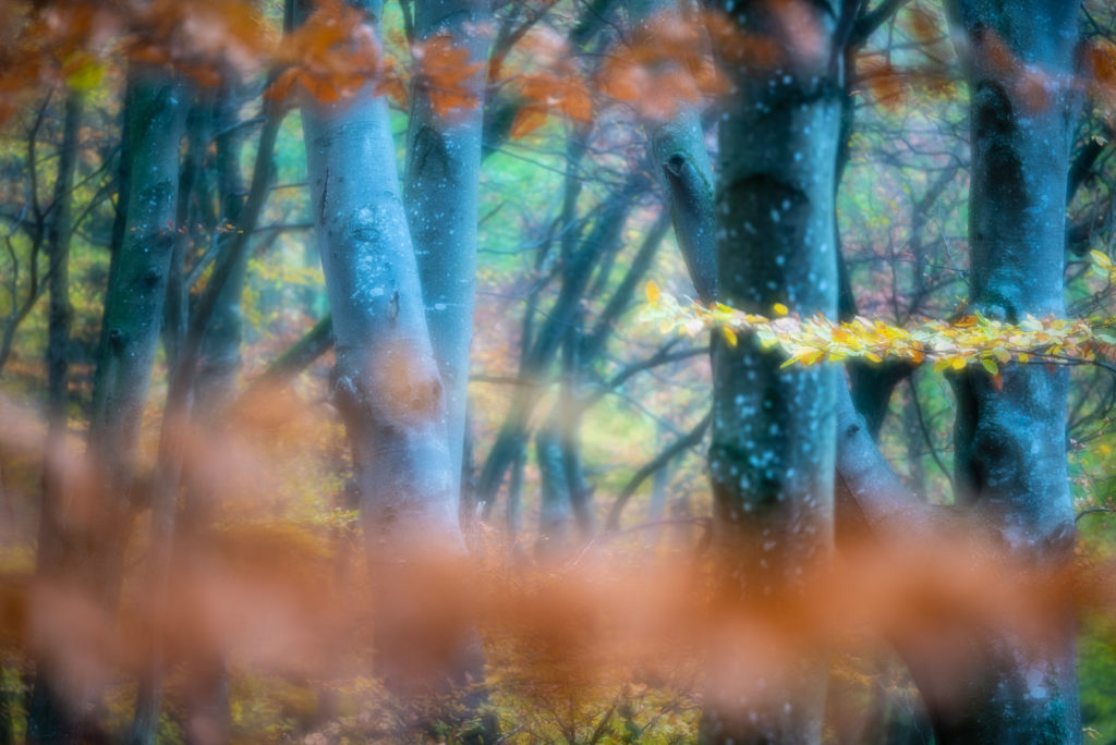 Herbst im Buchenwald