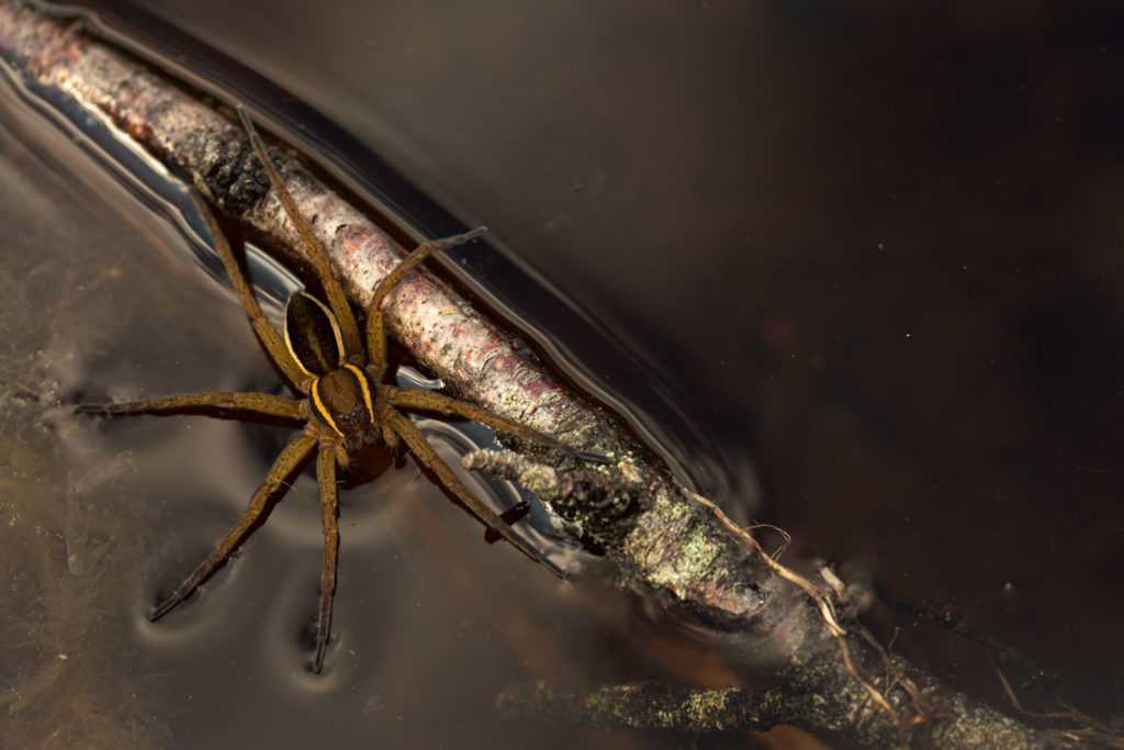 Gerandete Jagdspinne