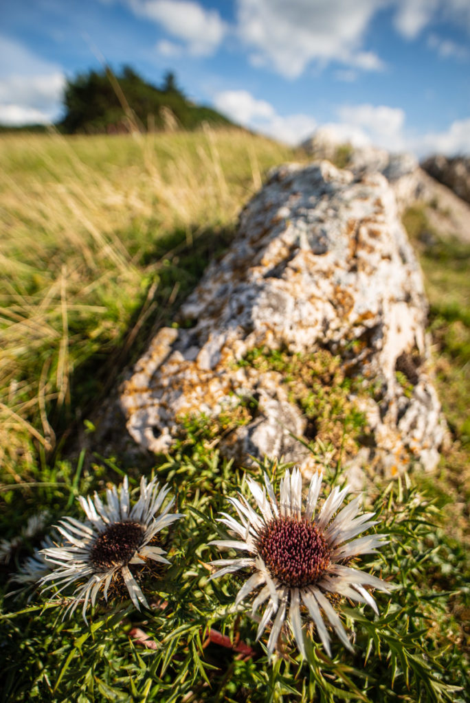 Silberdistel