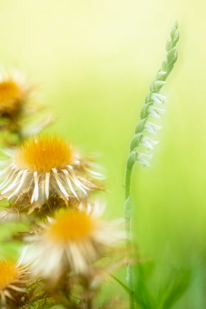 Herbst-Drehwurz und Golddistel