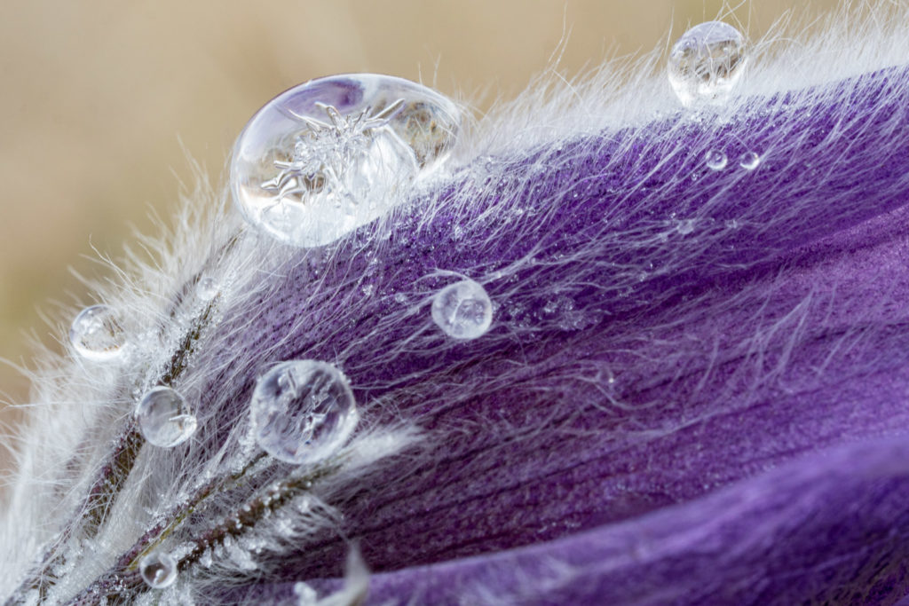 Eistropfen auf Küchenschelle