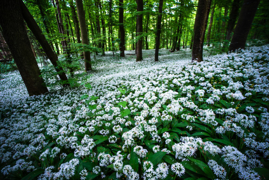 Bärlauchblüte