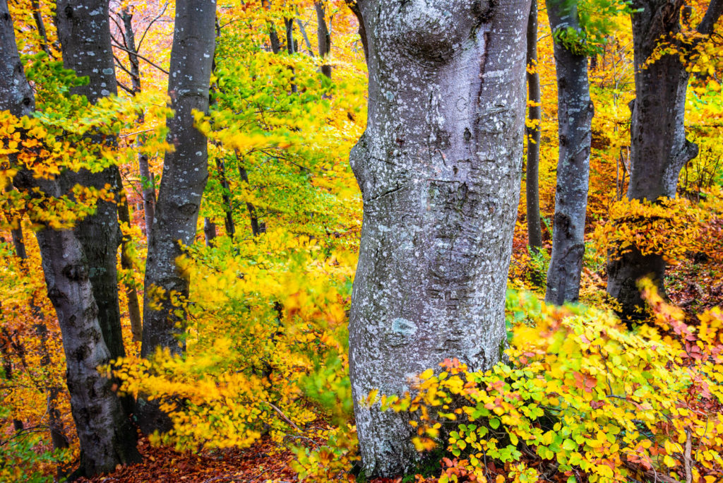 Herbstlicher Buchenwald