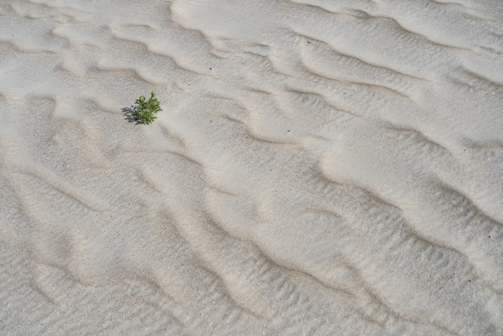 Leben im Sand