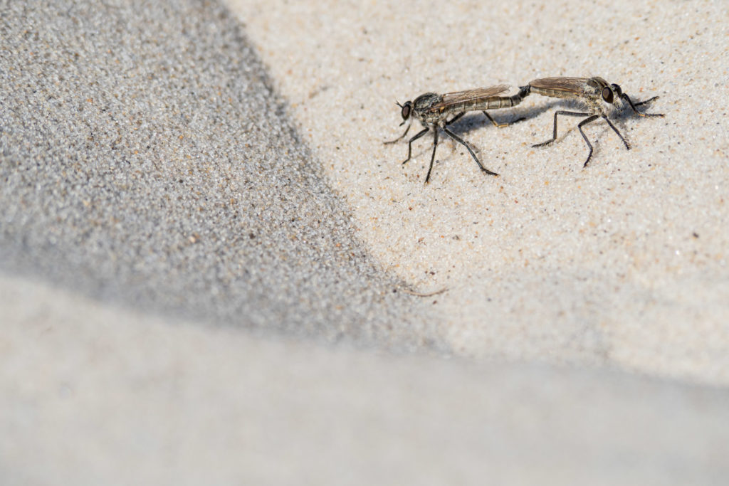 Sand-Raubfliegen Kopula