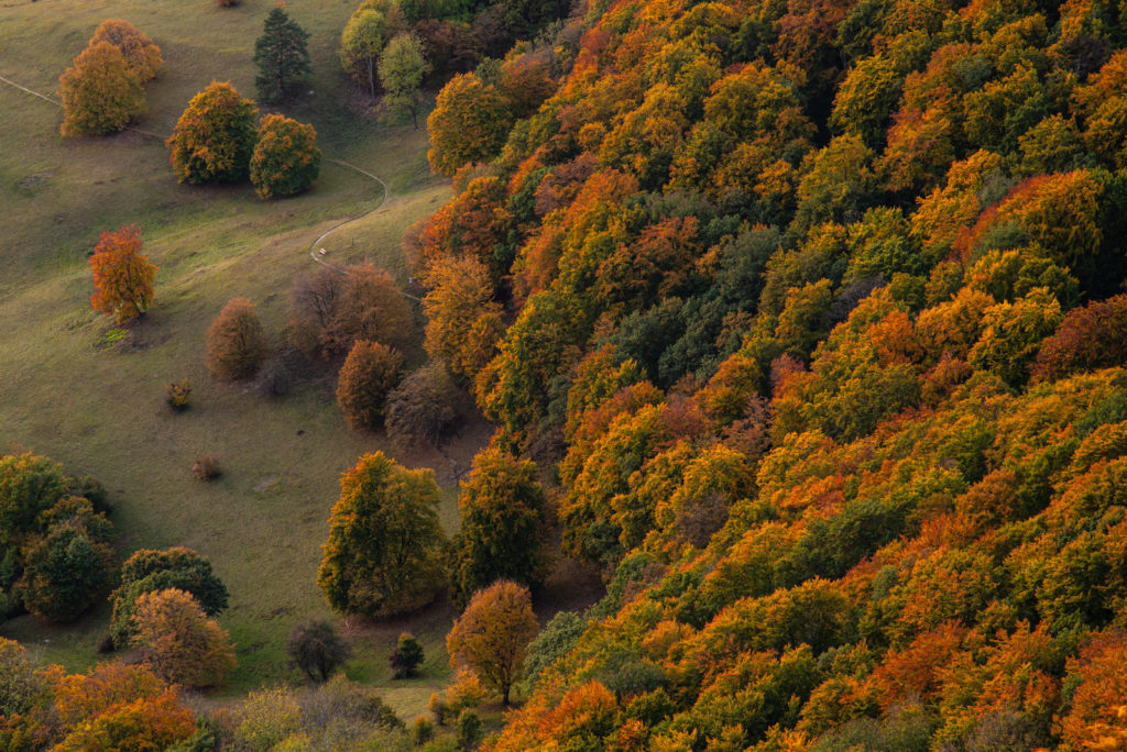 Herbstwald an der Neuffener Heide
