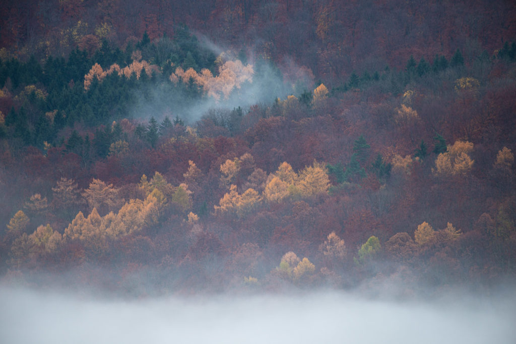 Nebel im Hangwald