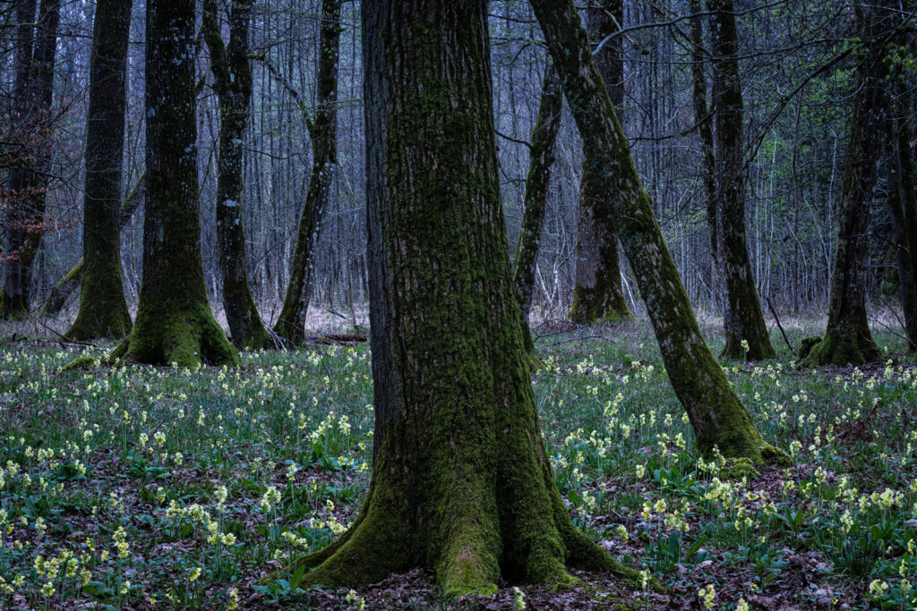 Schlüsselblumen-Wald
