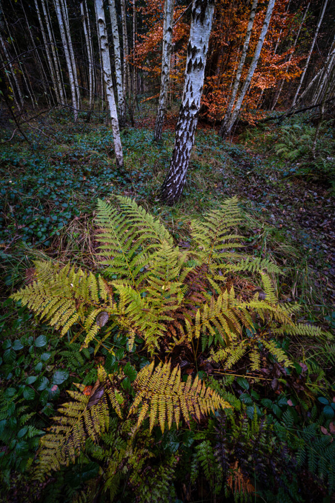 Adlerfarn und Birken