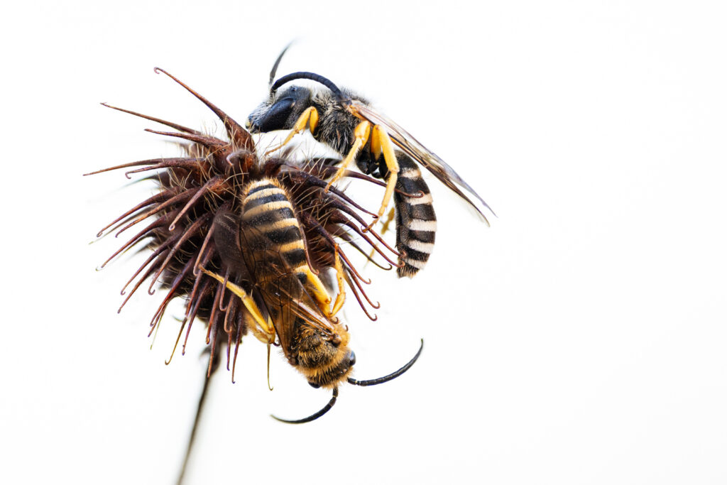 Gelbbindigen Furchenbiene