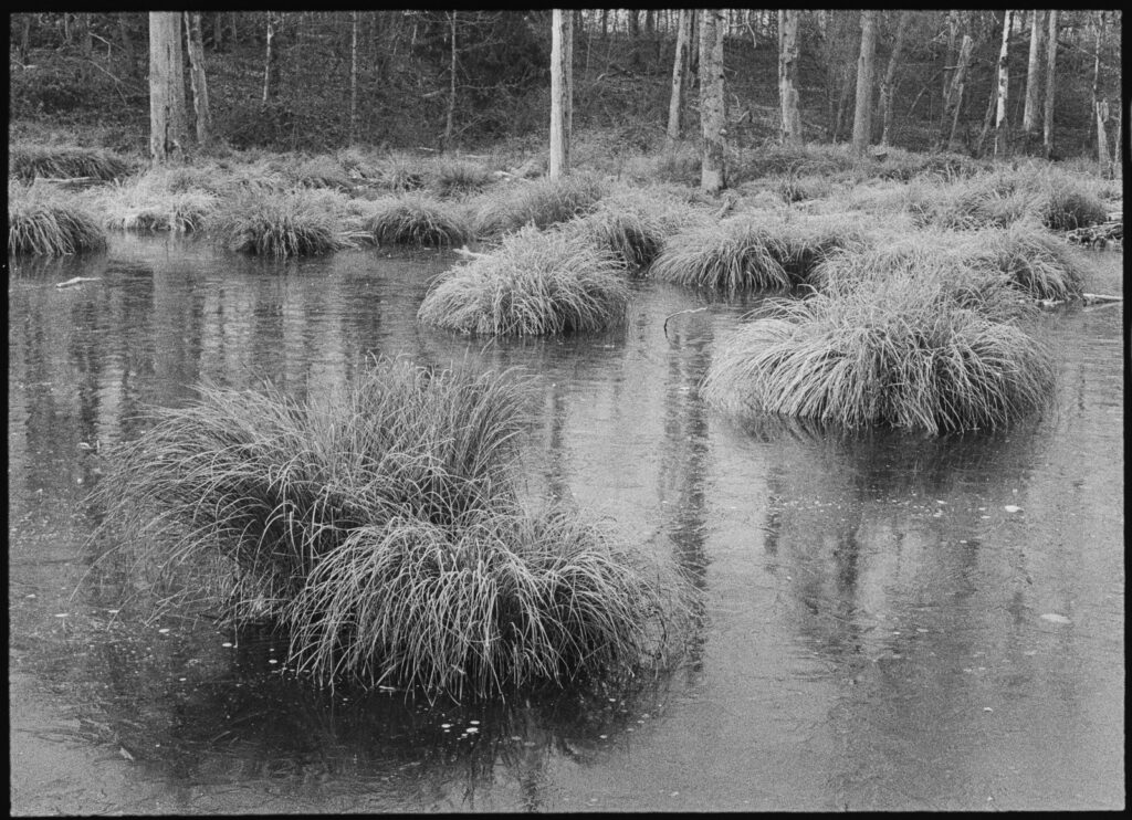 Moor, Olympus PEN FT mt Olympus 1.8 38mm auf Ilford HP5+