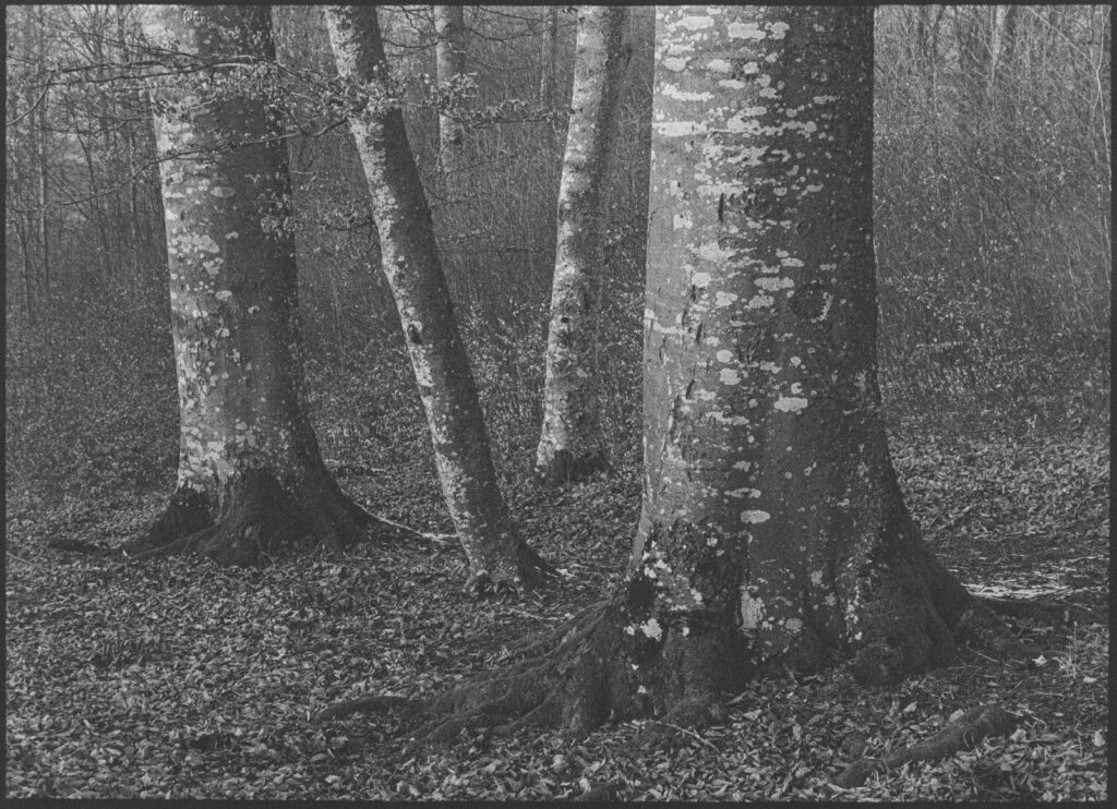 Buchengrafik , Olympus PEN FT mt Olympus 1.8 38mm auf Ilford HP5