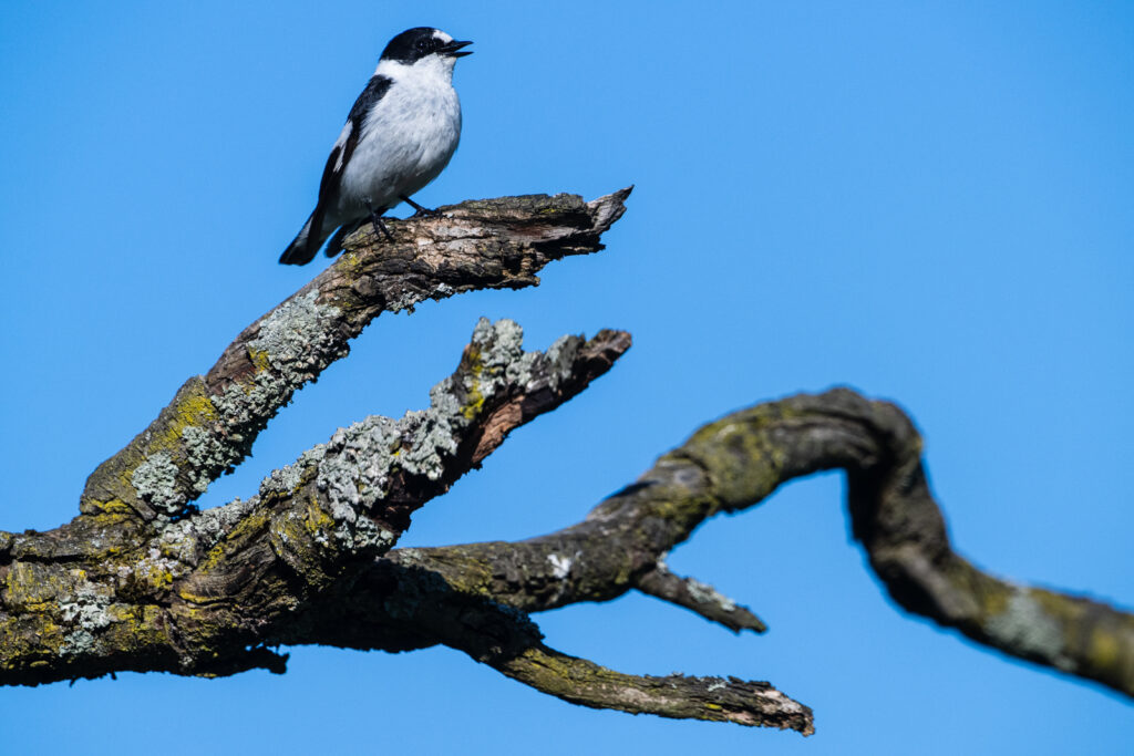 Halsbandschnäpper, Männchen