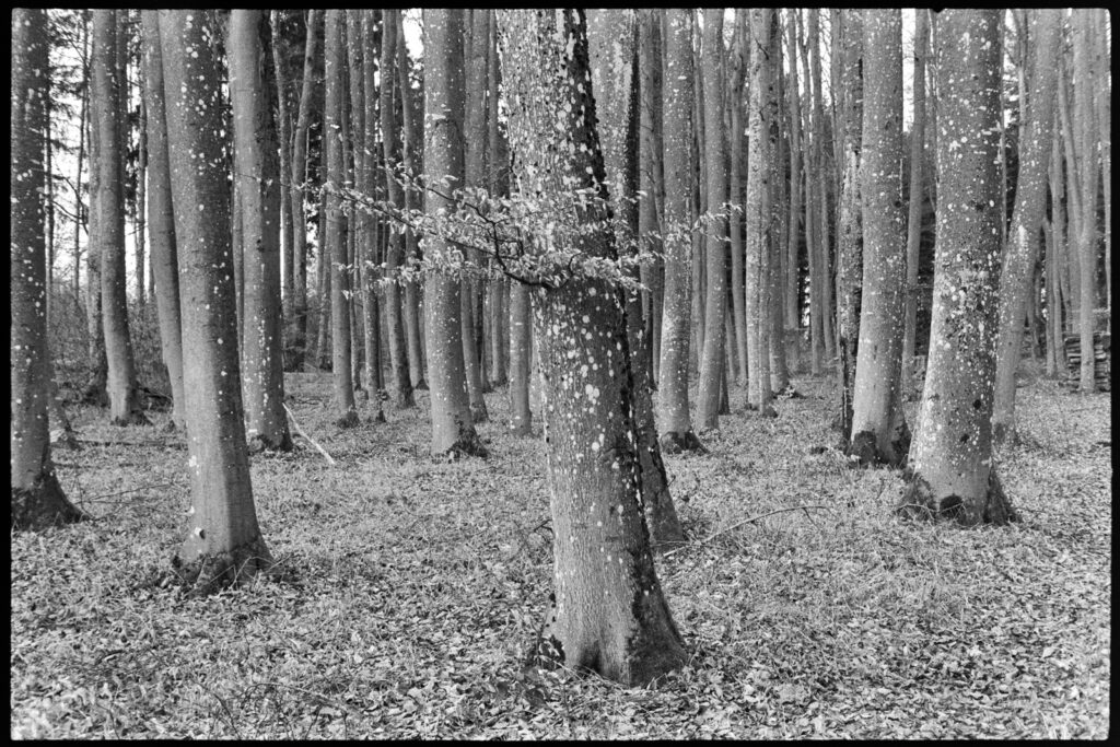 Analogfotografie – back to the roots?