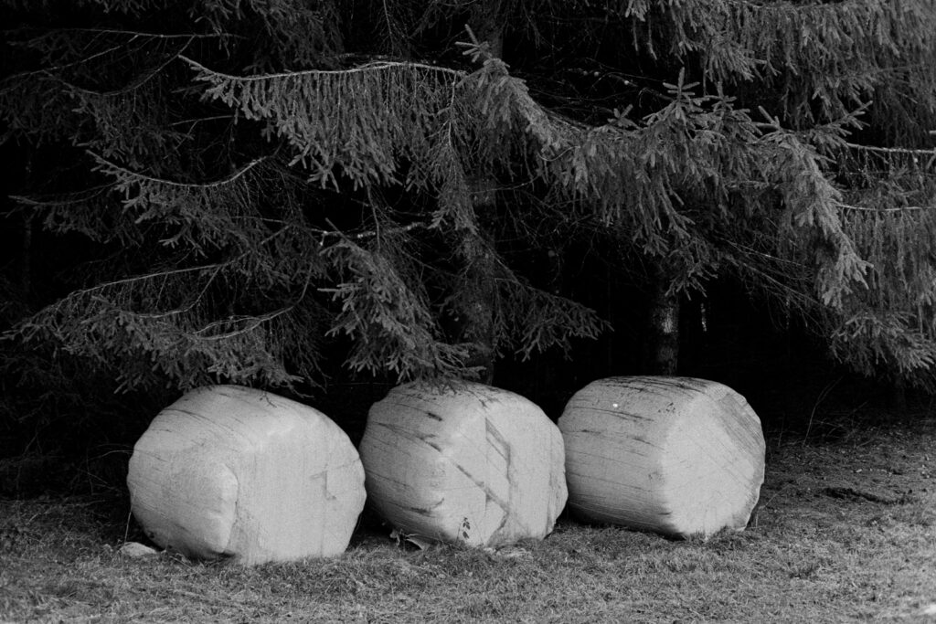 Ballen und Fichte, Canon 7 mit Canon 1.4 50mm, Ilford HP5+