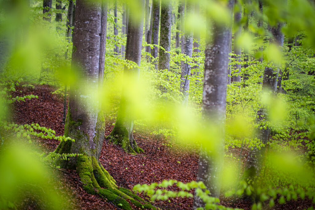Frühling im Buchenwald