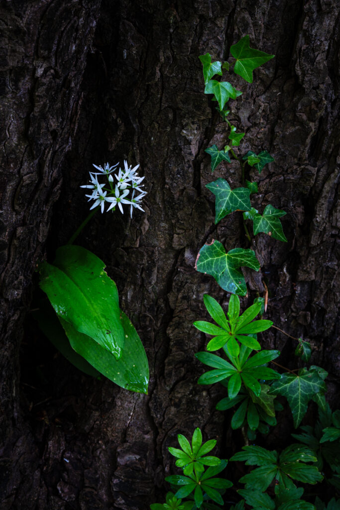 Bärlauch und Waldmeister
