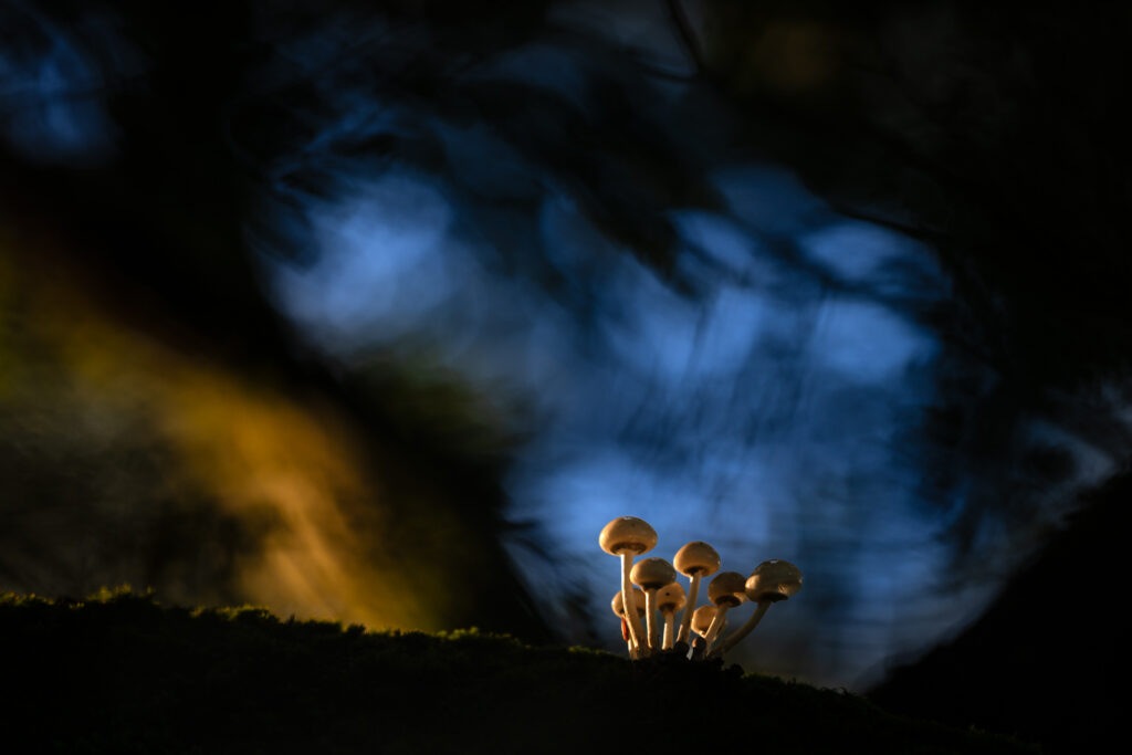 Beringter Buchenschleimrübling