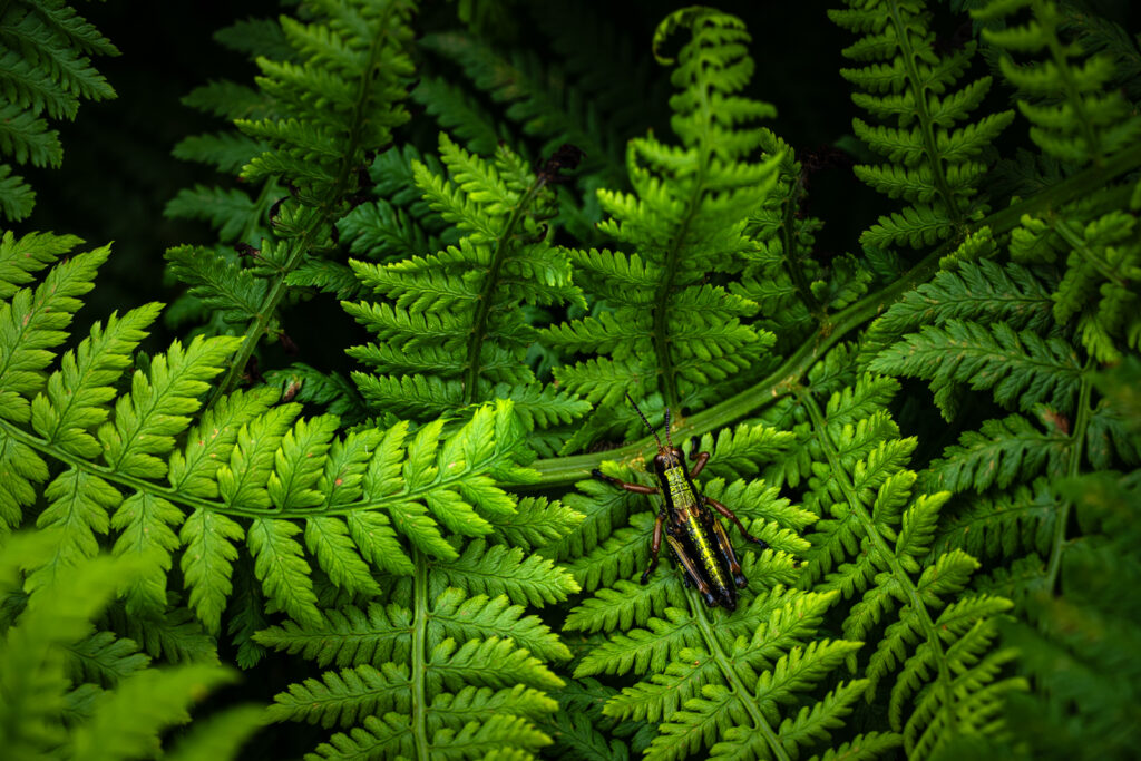 Alpine Gebirgsschrecke