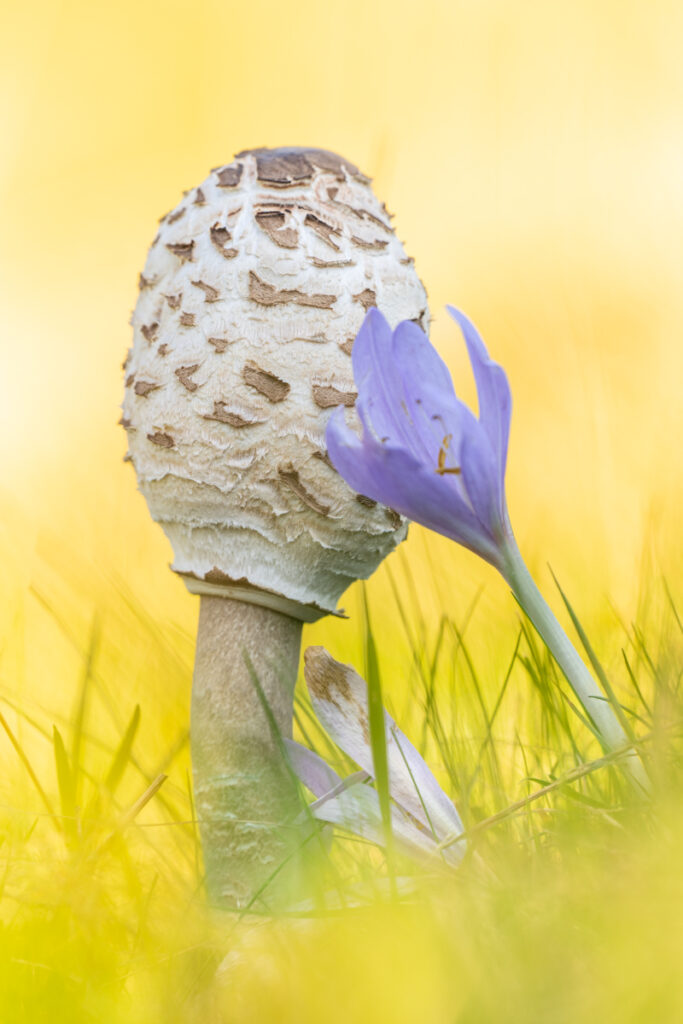 Parasol und Herbstzeitlose