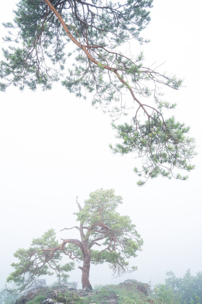 Kiefer im Nebel