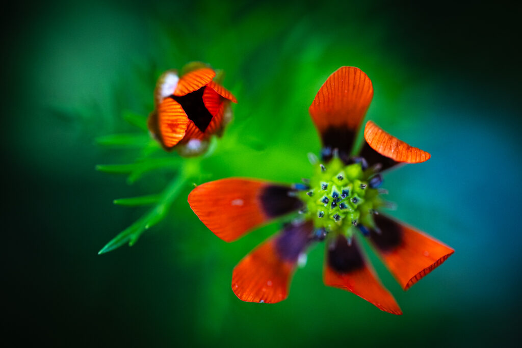 Sommer-Adonisröschen