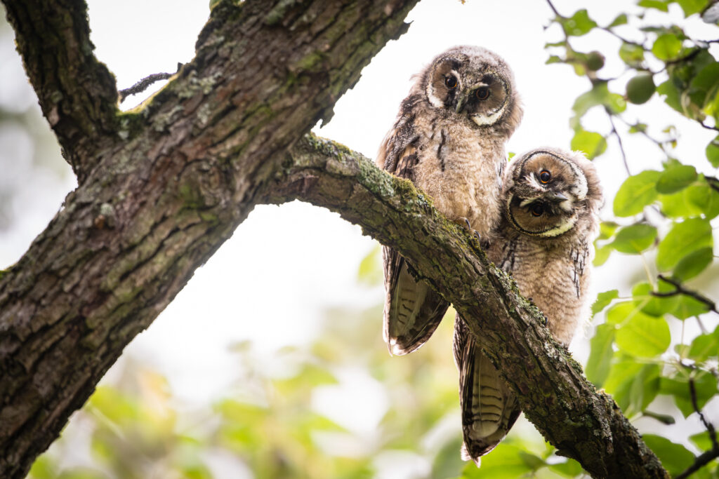 Ästlinge der Waldohreule