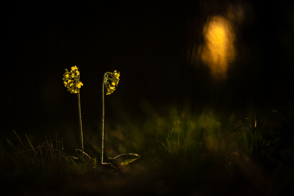 Hohe Schlüsselblume